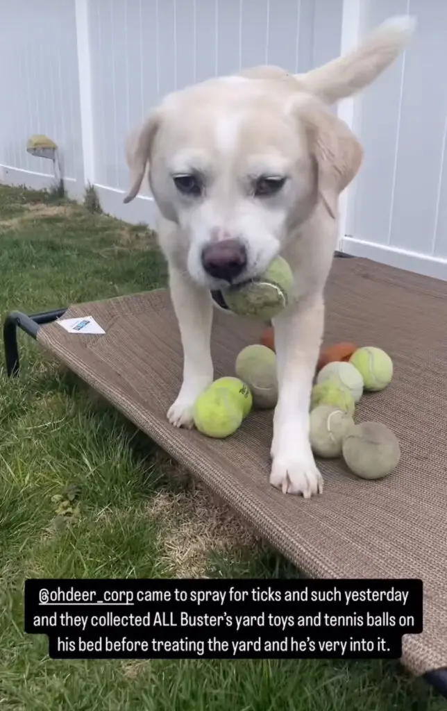 Yellow lab with balls collected by ohDEER technician