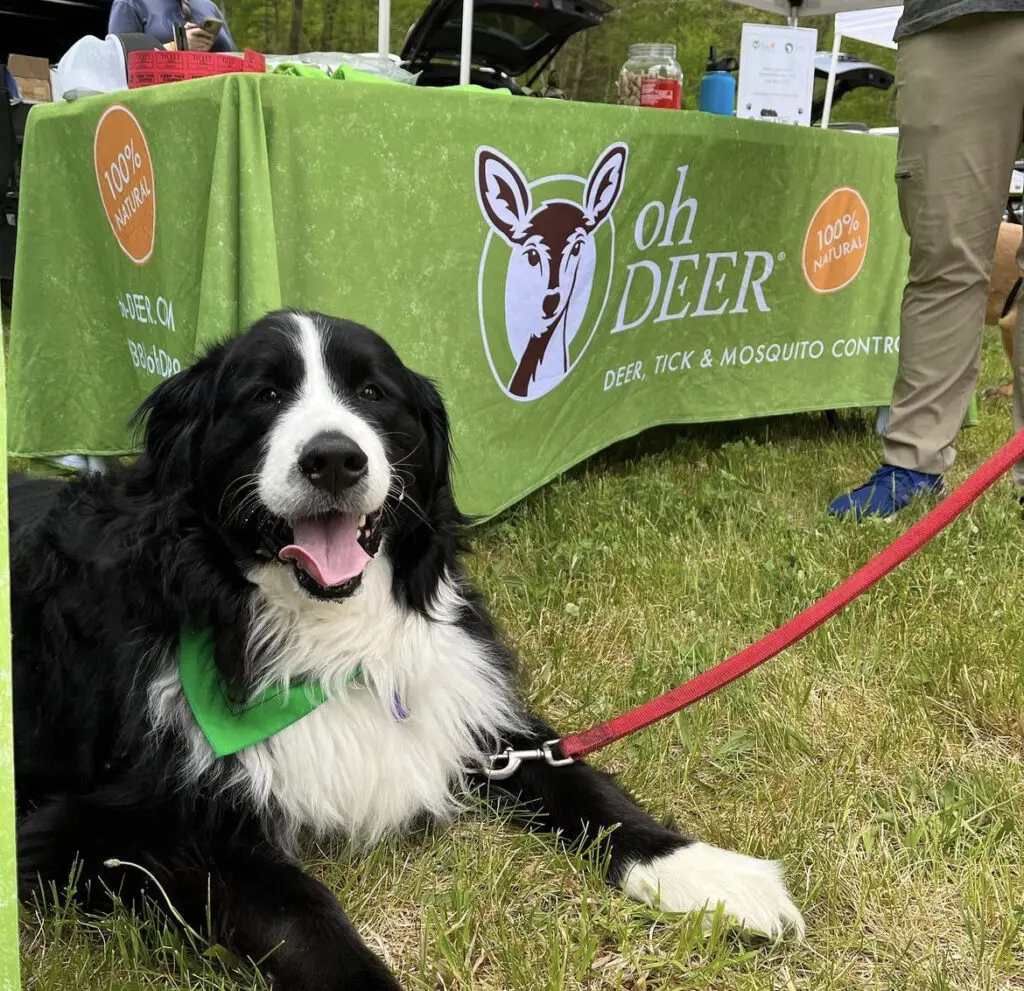 dog in front of ohDEER table at event