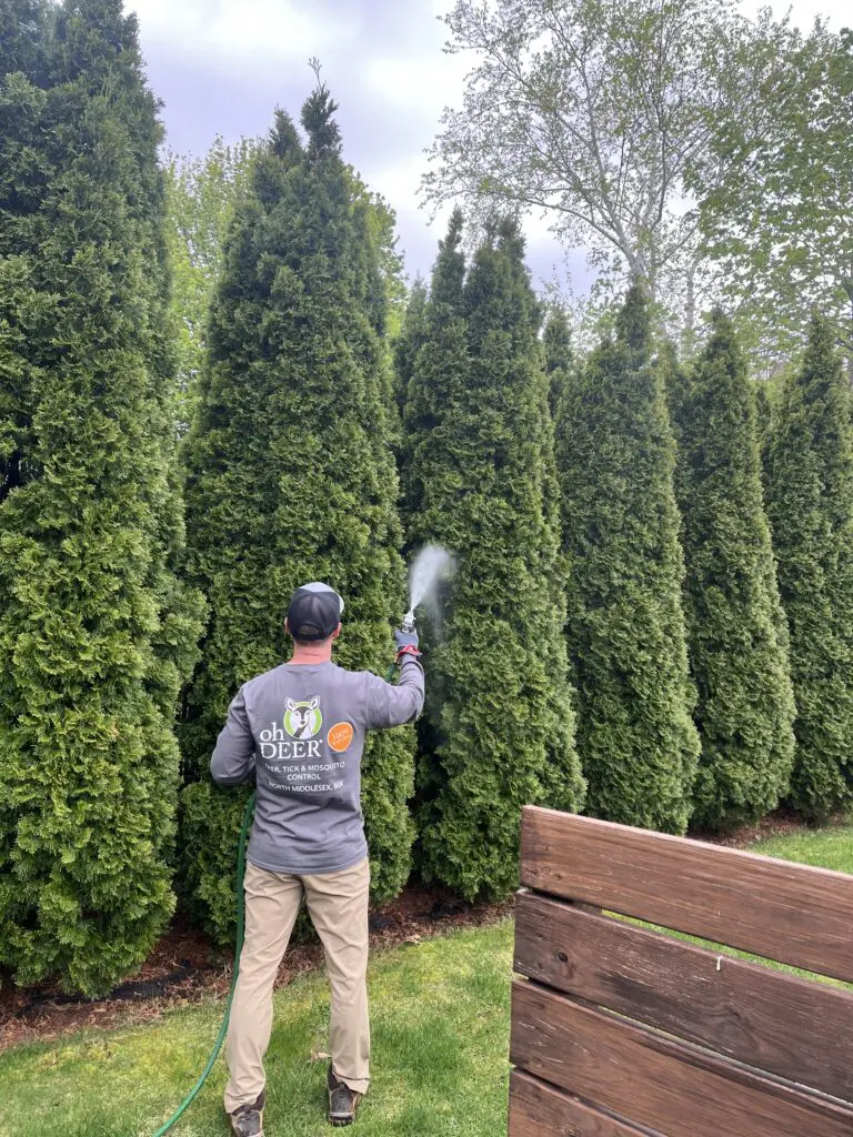 Bob Gaska spaying arborvitae with all-natural tick & mosquito control 