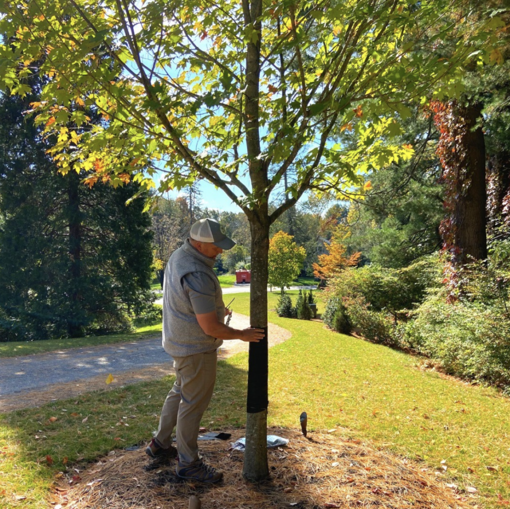 kurt upham wrapping a tree trunk 