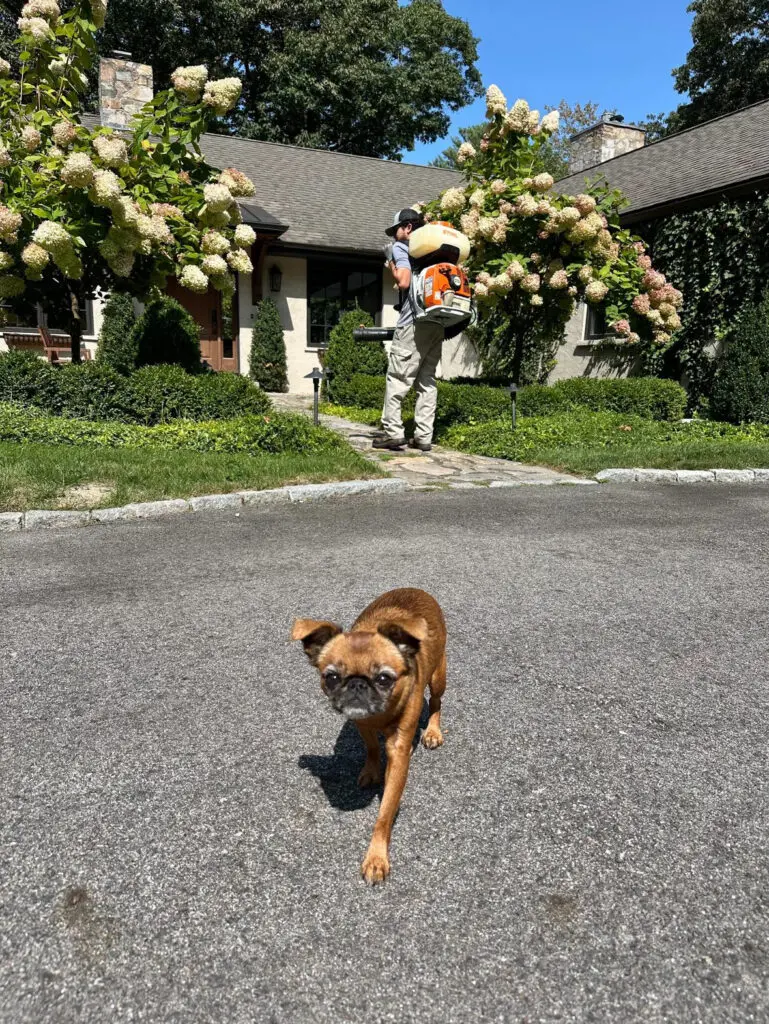 technician spraying ohDEER all natural deer control safe for dog penny 
