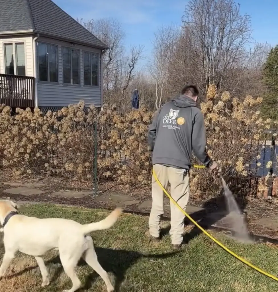 spraying all natural tick & mosquito control with dog playing in yard safe for pets 