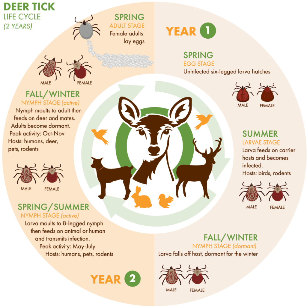 The Deer Tick lifecycle which lasts two years