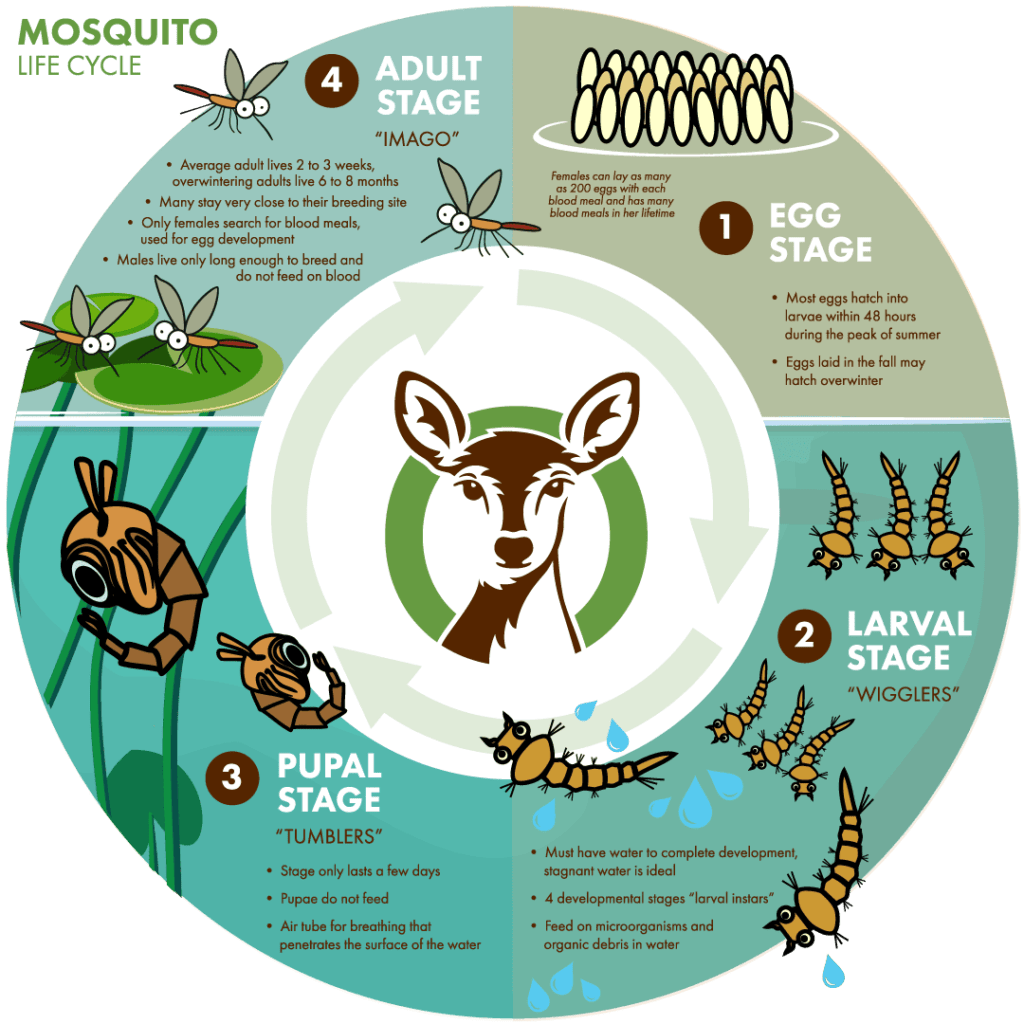 The ohDEER mosquito life cycle which lasts about 21 days
